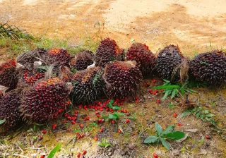ISPO Tidak Cuma Atur Lingkungan Tapi Wajibkan Standar Naker Ketat dan Hak Buruh Sawit Dijamin Negara