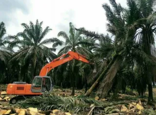 PalmCo Pamuncak Perusahaan Teraktif Pendamping PSR Kemitraan