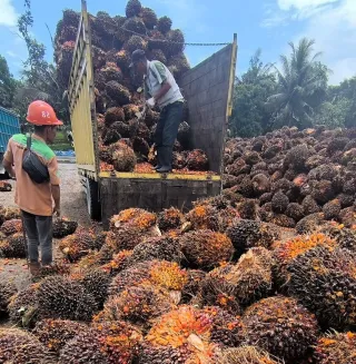 Perkebunan Sawit Hampir 3,5 Juta Hektar di Riau, Sekda Riau: SISKA Model Menjanjikan Manfaatkan Lahan
