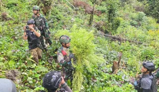 Jenderal LA 'Turun Gunung' Hancurkan Ladang Ganja Di Pedalaman Rimba