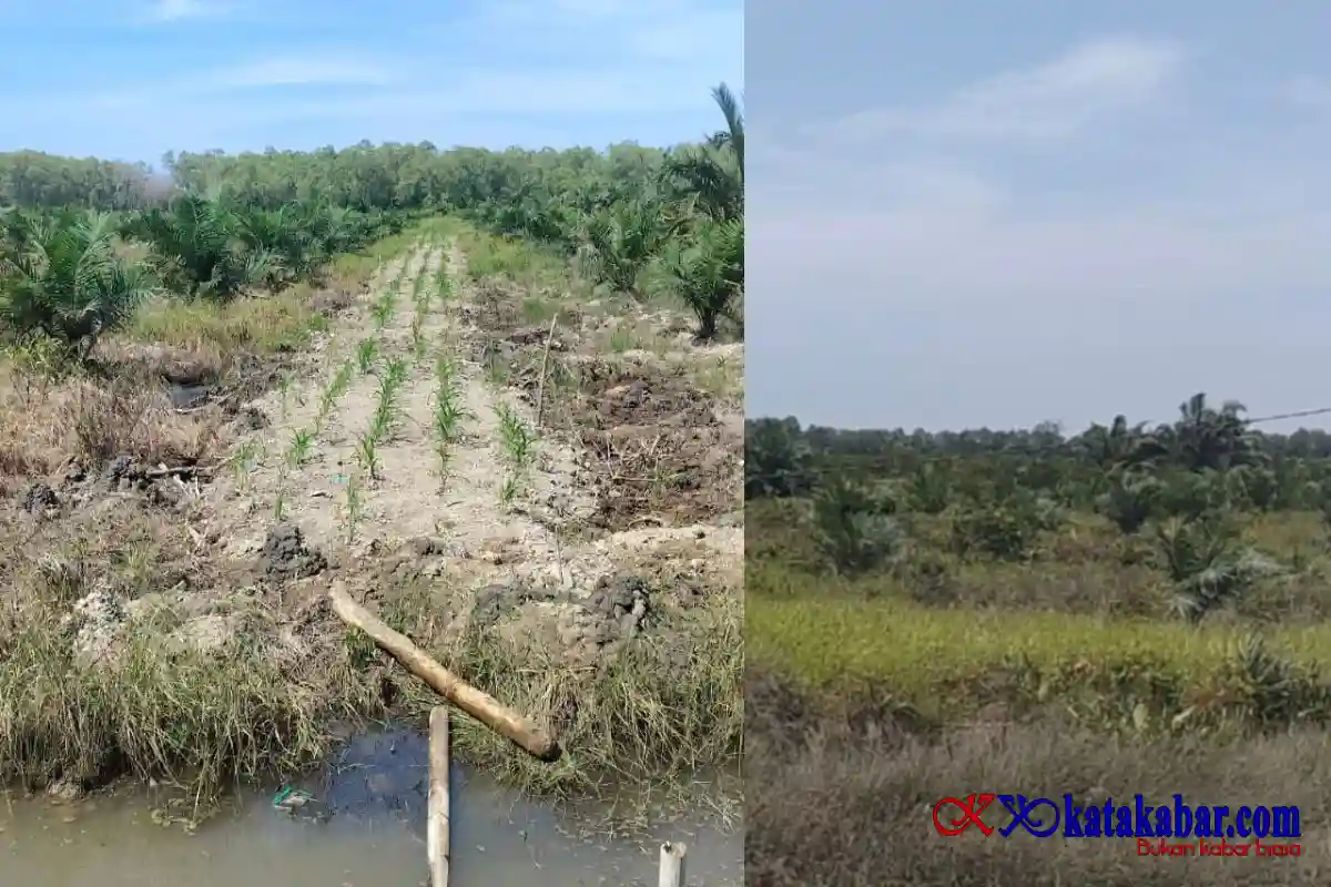 Hutan Lindung di Langkat Beralih Jadi Perkebunan Sawit, Pemilik : Saya siap kembalikan ke negara
