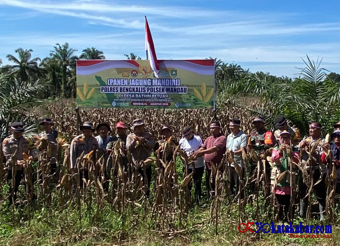 Polsek Mandau, Poktan dan Tomas Panen Raya Jagung di Lahan Tiga Hektare, AKP I Made: Jagung Pipil Dijual ke Bulog Dumai