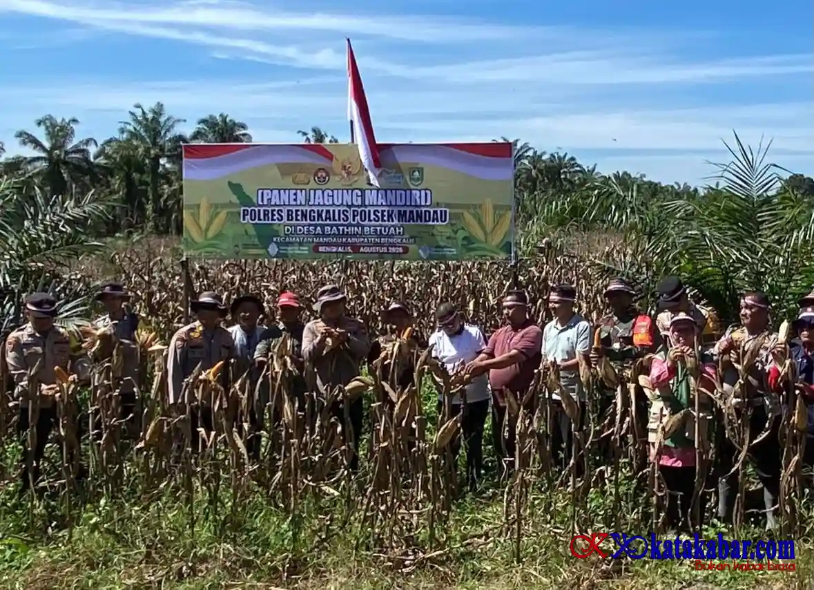 Polsek Mandau, Poktan dan Tomas Panen Raya Jagung di Lahan Tiga Hektare, AKP I Made: Jagung Pipil Dijual ke Bulog Dumai