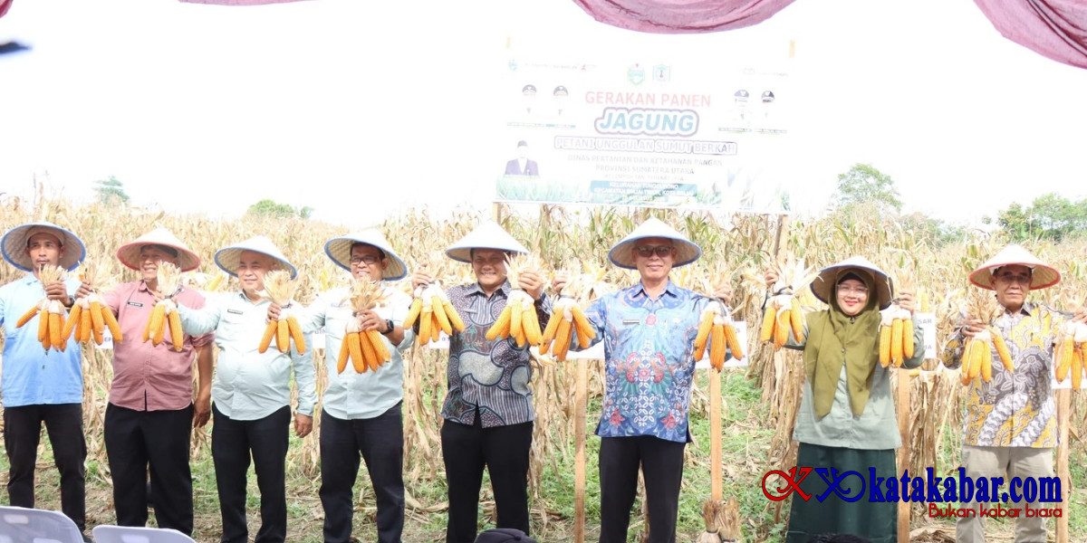 Panen Jagung di Tunggurono Perkuat Ketahanan Pangan dan Ekonomi Petani Binjai