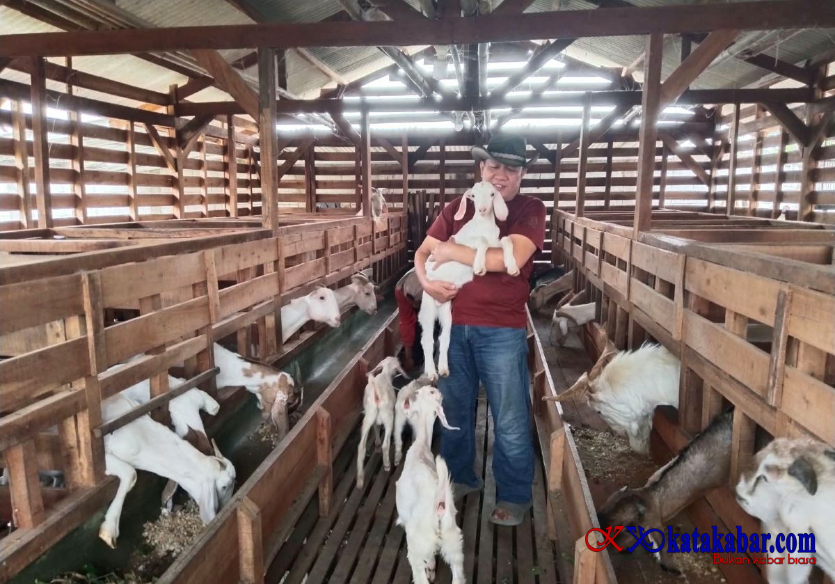 Mengabdi di Laut, Bersemi di Kandang: Pensiunan Perwira TNI AL ini Merajut Asa dari Susu Kambing Etawa