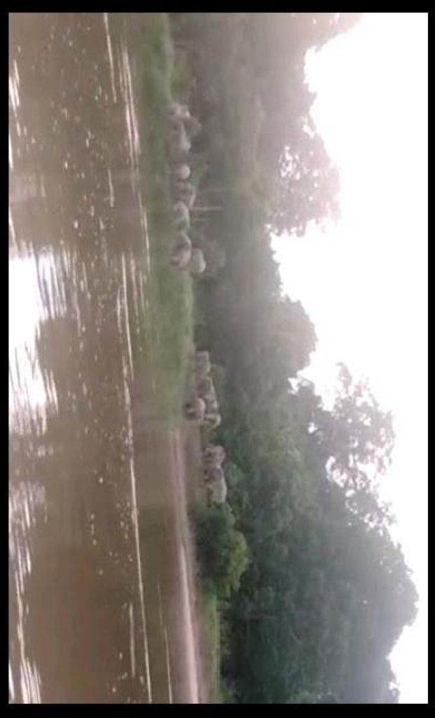 Heboh, Desa Sotol Kedatangan Tamu Belasan Gajah