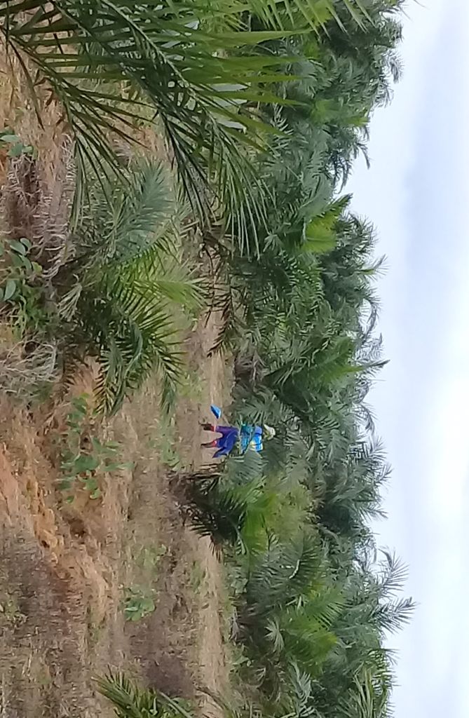 Ulah Sertifikasi ISPO, Petani Sawit Nelongso