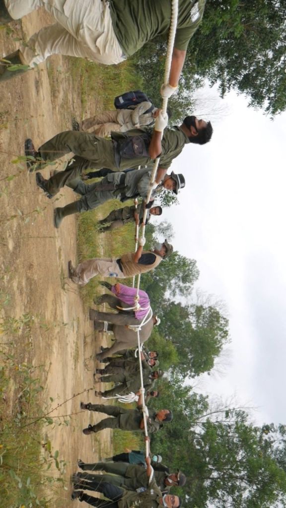 Misi Selamatkan Anak Gajah ke Bentang Alam Bukit Tiga Puluh
