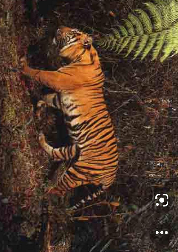 Hutan Dirusak, Harimau Berburu Mangsa Diperkampungan