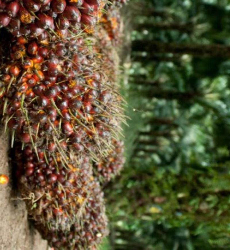 TBS Produksi Petani Turun di Sumut, Ini Harganya