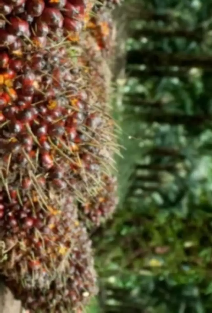 TBS Produksi Petani Turun di Sumut, Ini Harganya