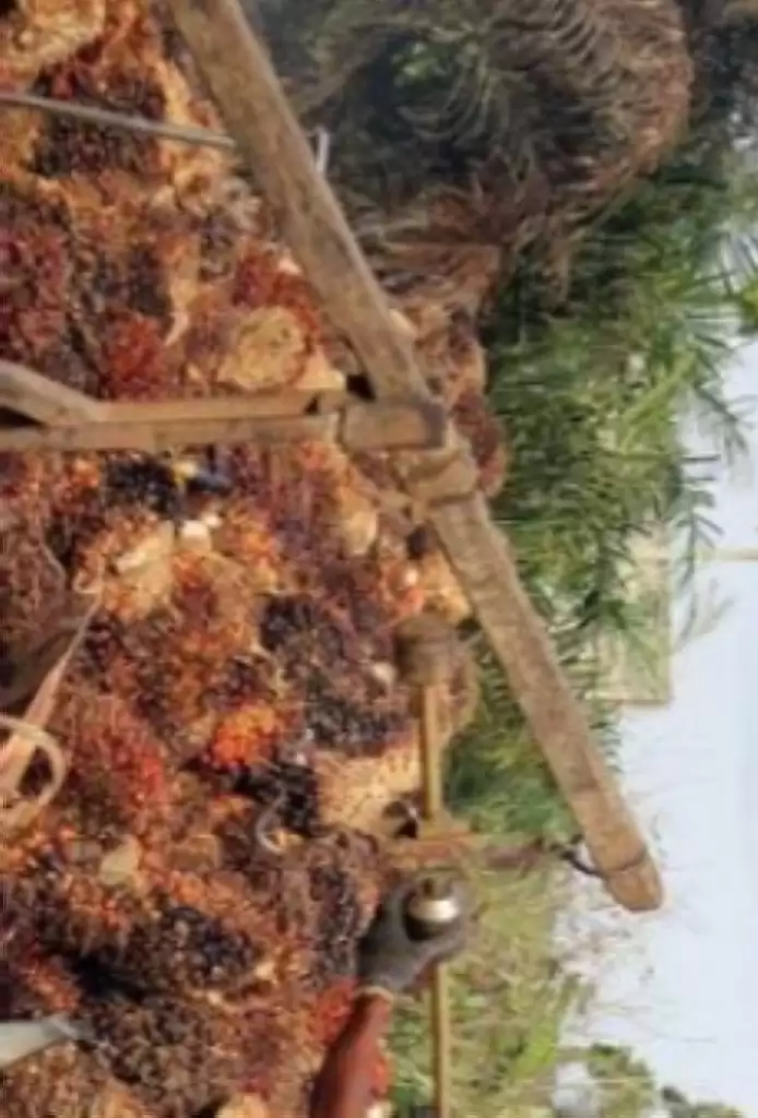 Harga Kelapa Sawit Turun Rp6,4 Per Kilogram di Sumut